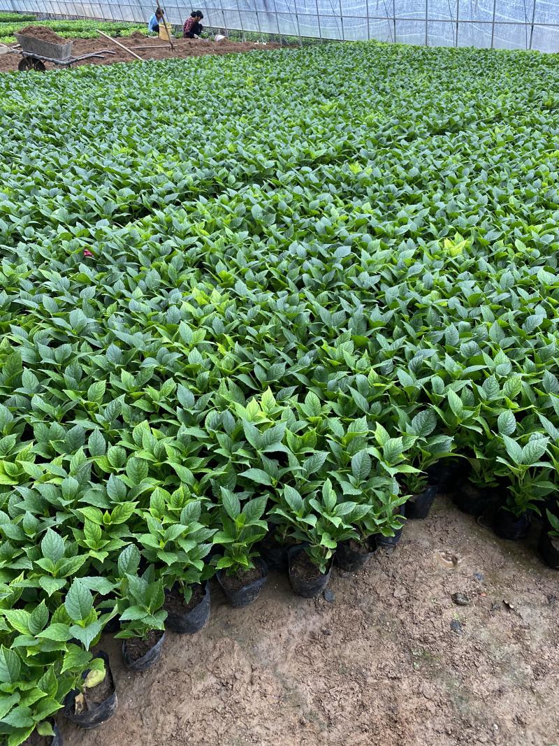 八仙花自产自销八仙花种植基地八仙花基地直销