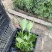 八仙花自产自销八仙花种植基地八仙花基地直销