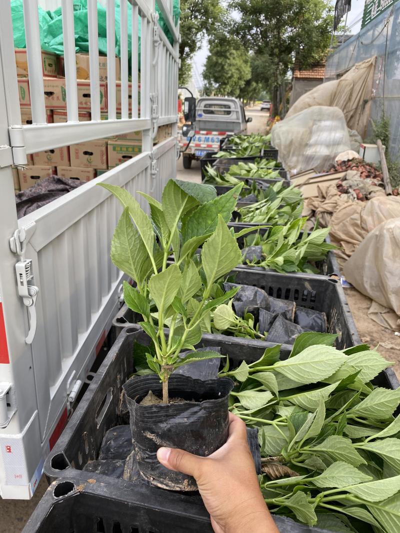 八仙花自产自销八仙花种植基地八仙花基地直销