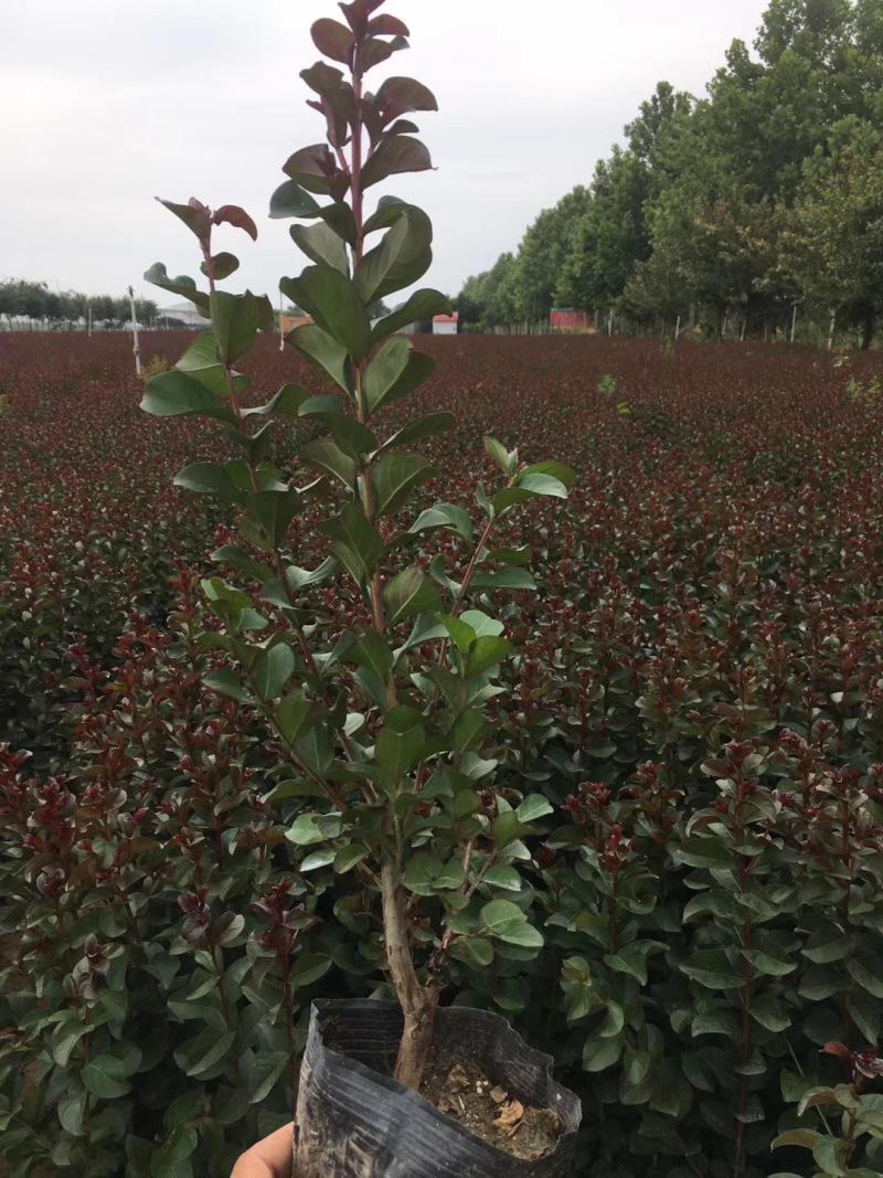 天鹅绒紫薇自产自销天鹅绒紫薇种植基地