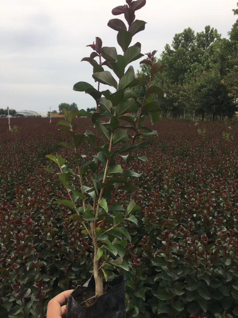 天鹅绒紫薇自产自销天鹅绒紫薇种植基地