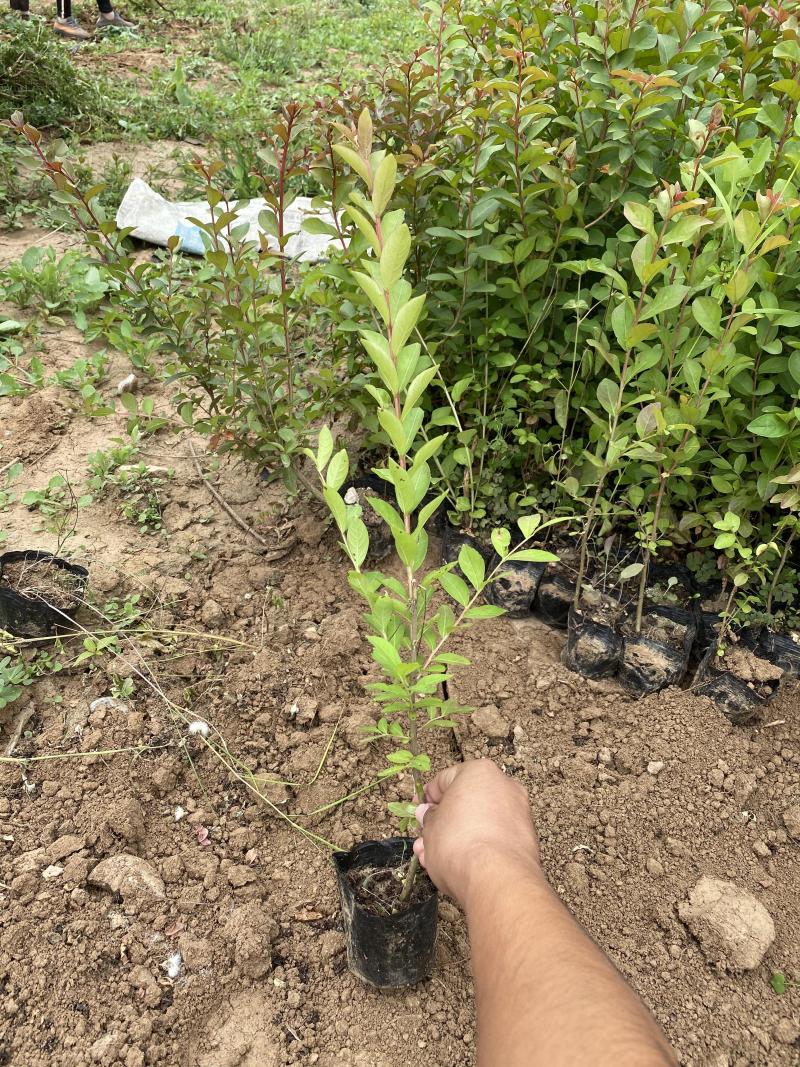 天鹅绒紫薇自产自销天鹅绒紫薇种植基地