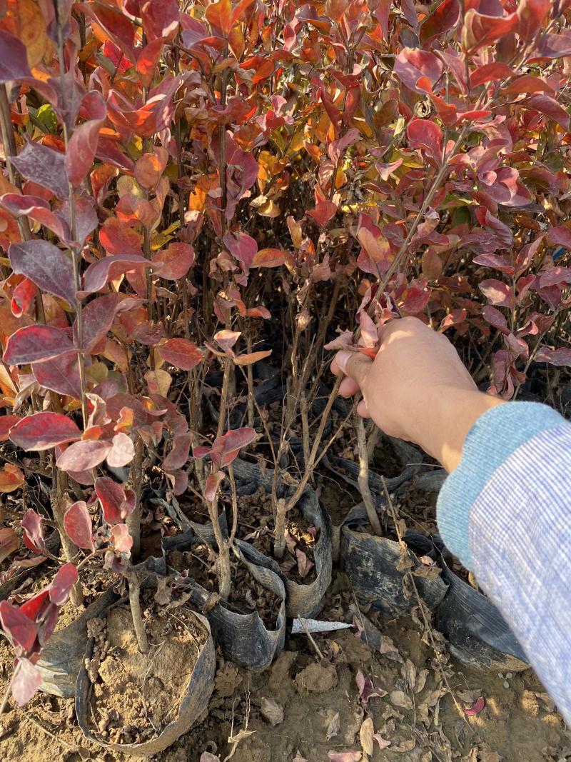 天鹅绒紫薇自产自销天鹅绒紫薇种植基地