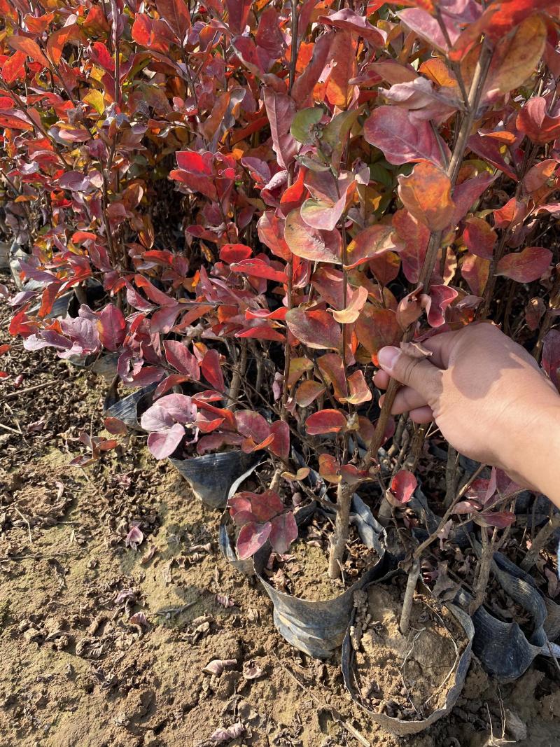 天鹅绒紫薇自产自销天鹅绒紫薇种植基地