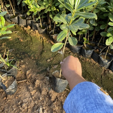 海桐自产自销海桐种植基地海桐低价处理