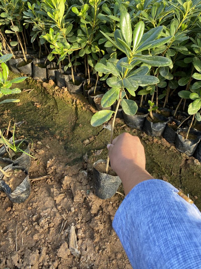 海桐自产自销海桐种植基地海桐低价处理