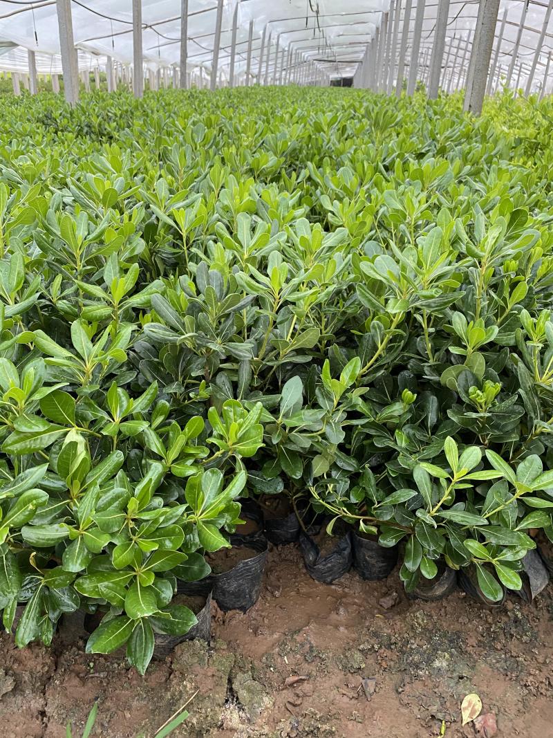 海桐自产自销海桐种植基地海桐低价处理