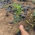 海桐自产自销海桐种植基地海桐低价处理