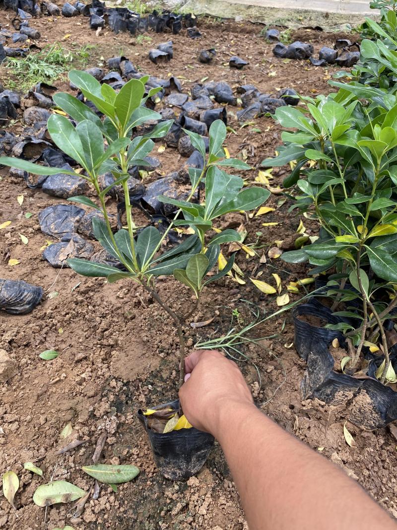海桐自产自销海桐种植基地海桐低价处理