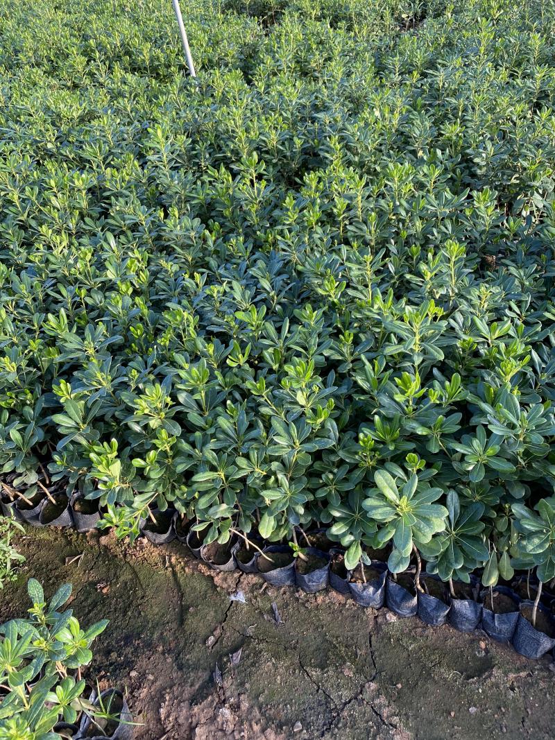 海桐自产自销海桐种植基地海桐低价处理
