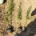 黄刺玫农户直销黄刺玫基地直销黄刺玫种植基地