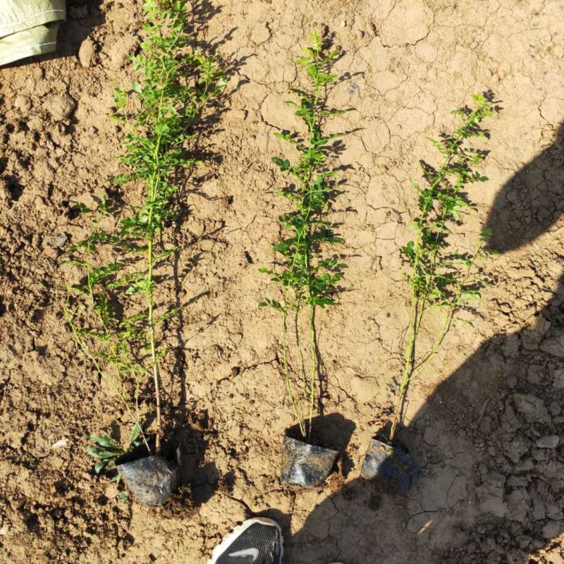 黄刺玫农户直销黄刺玫基地直销黄刺玫种植基地