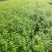 黄刺玫农户直销黄刺玫基地直销黄刺玫种植基地
