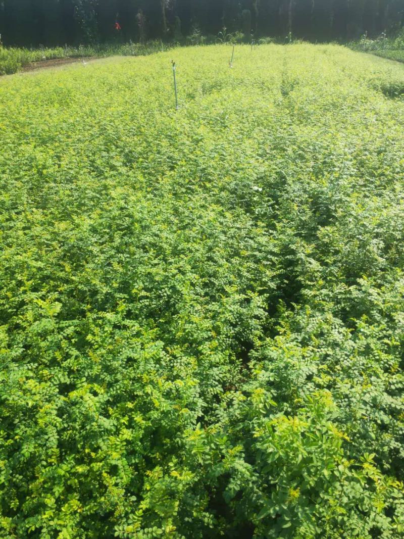 黄刺玫农户直销黄刺玫基地直销黄刺玫种植基地