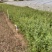 黄刺玫农户直销黄刺玫基地直销黄刺玫种植基地