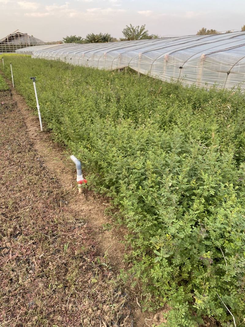 黄刺玫农户直销黄刺玫基地直销黄刺玫种植基地