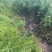 黄刺玫农户直销黄刺玫基地直销黄刺玫种植基地