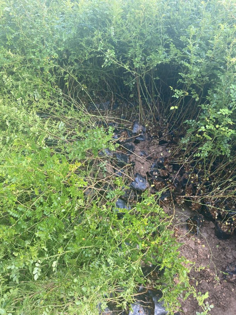 黄刺玫农户直销黄刺玫基地直销黄刺玫种植基地