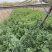 黄刺玫农户直销黄刺玫基地直销黄刺玫种植基地