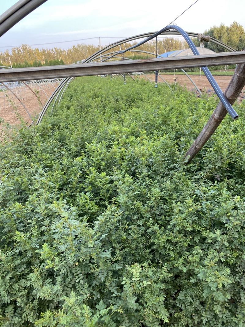 黄刺玫农户直销黄刺玫基地直销黄刺玫种植基地