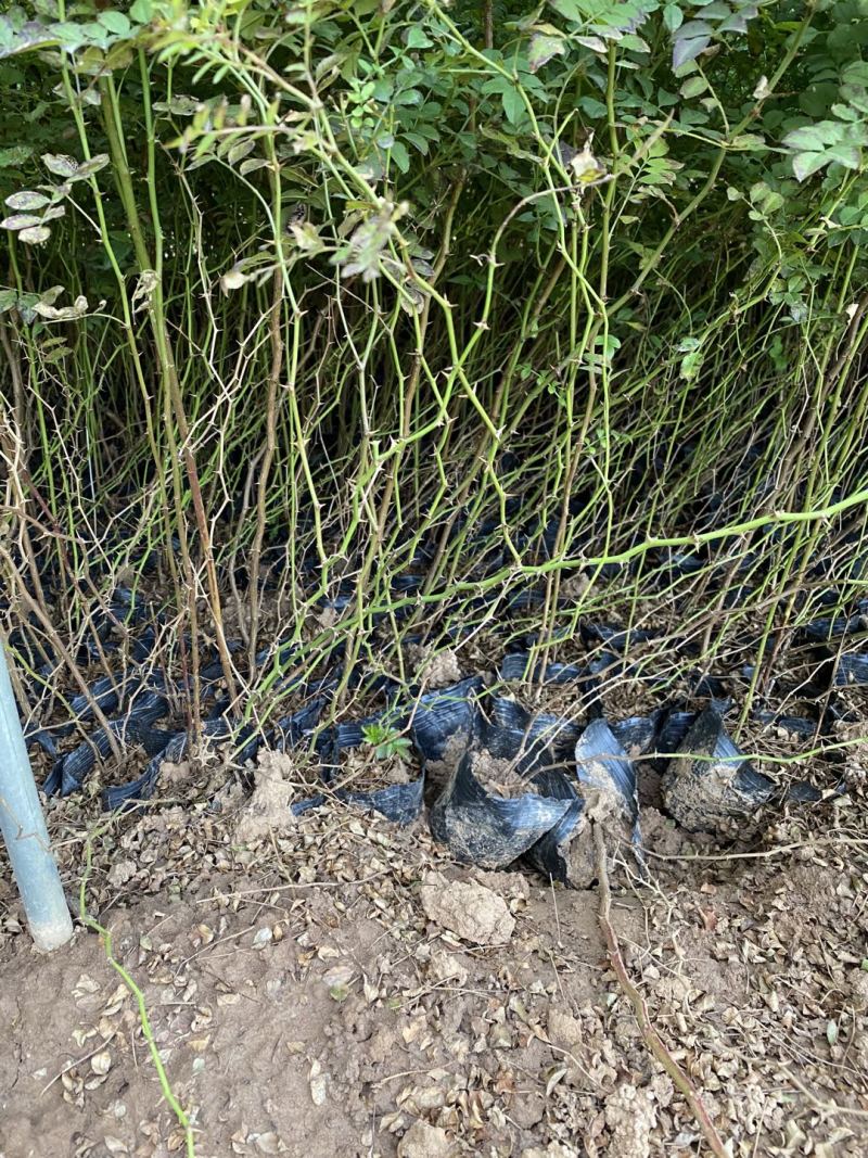 黄刺玫农户直销黄刺玫基地直销黄刺玫种植基地