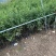 黄刺玫农户直销黄刺玫基地直销黄刺玫种植基地