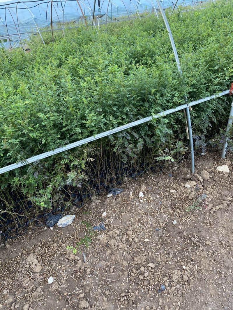黄刺玫农户直销黄刺玫基地直销黄刺玫种植基地