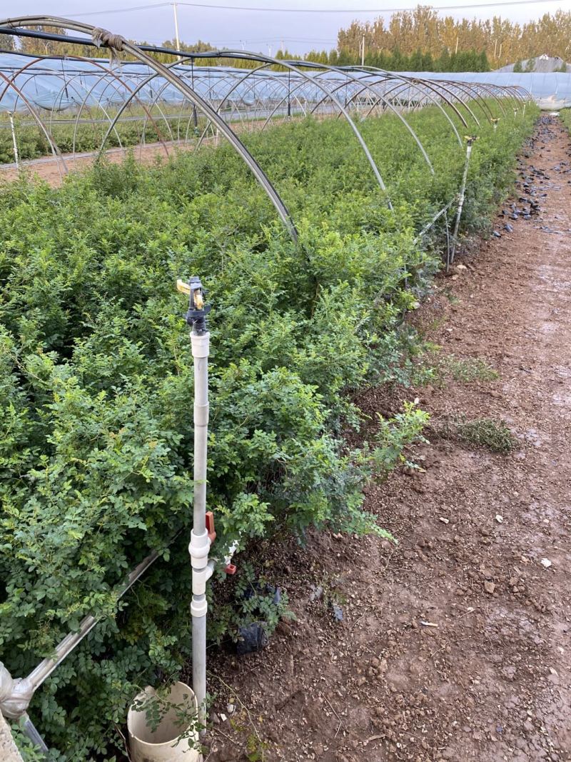 黄刺玫农户直销黄刺玫基地直销黄刺玫种植基地