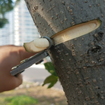 佐川田新型环剥钳枣树环剥工具剥皮刀开甲器割树皮果树