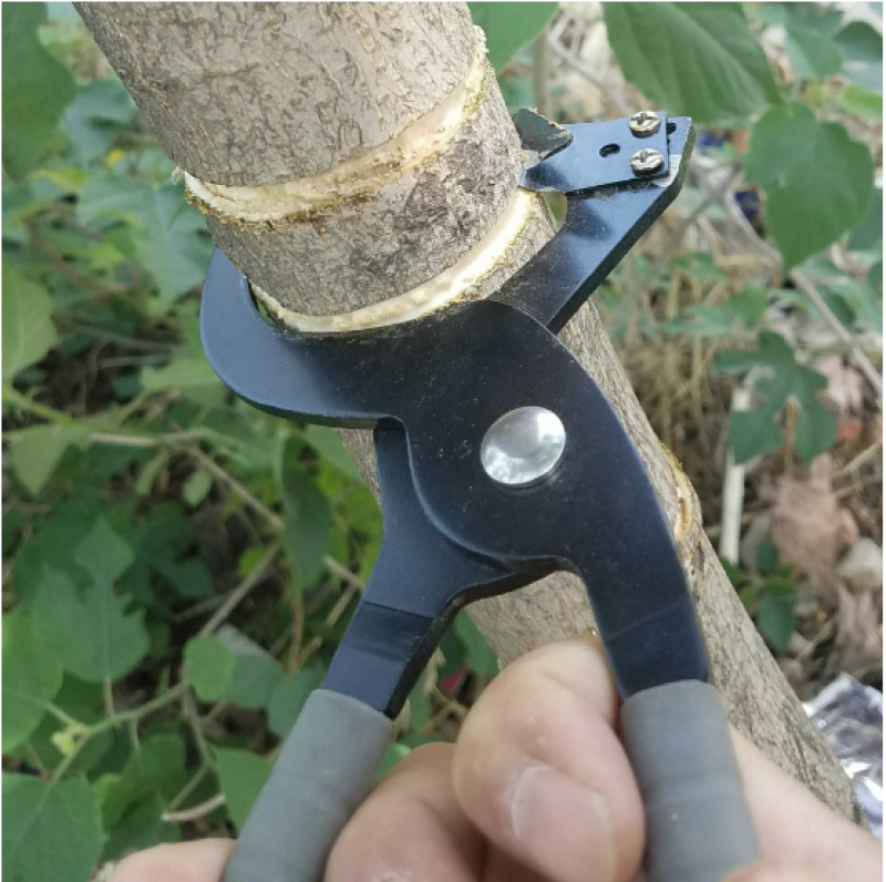 佐川田新型环剥钳枣树环剥工具剥皮刀开甲器割树皮果树