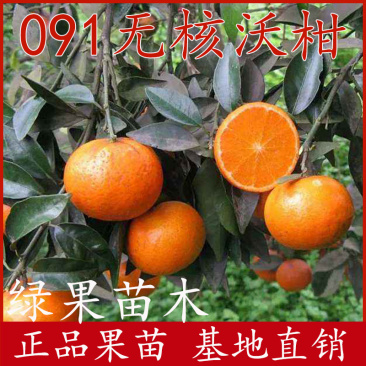 沃柑苗无核沃柑苗嫁接苗橘子树苗品种保证