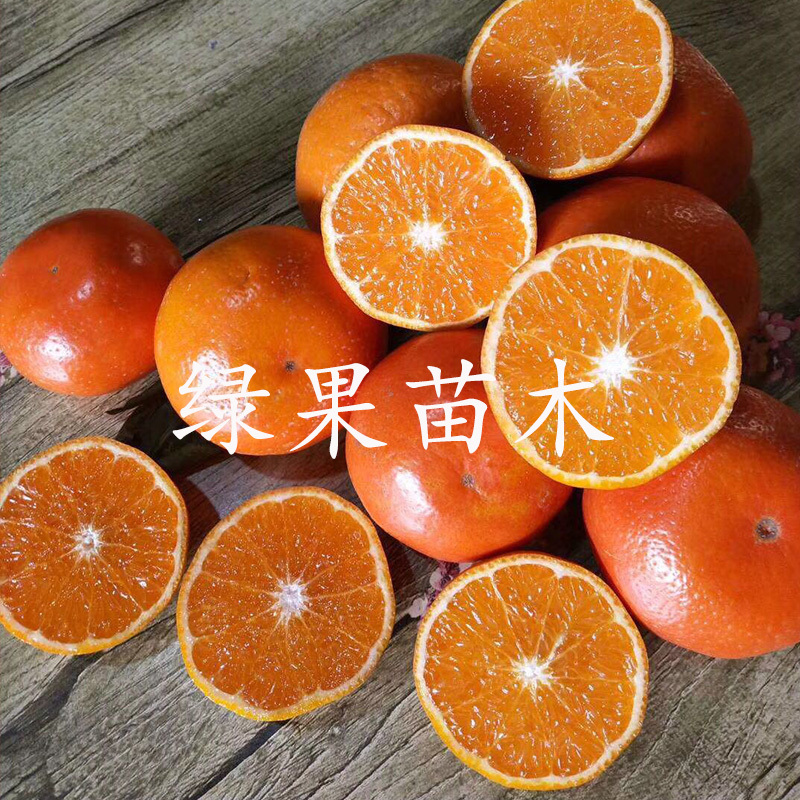 沃柑苗无核沃柑苗嫁接苗橘子树苗品种保证