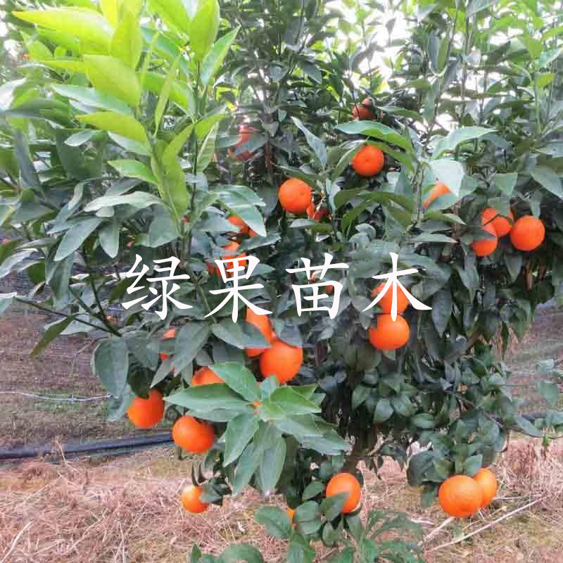 沃柑苗无核沃柑苗嫁接苗橘子树苗品种保证