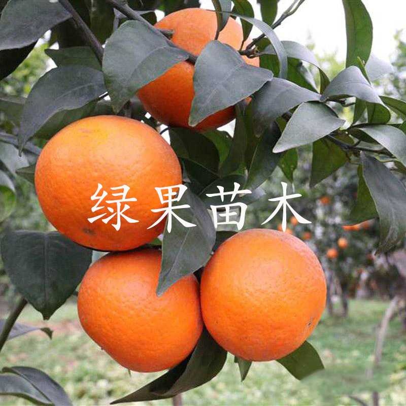 沃柑苗无核沃柑苗嫁接苗橘子树苗品种保证