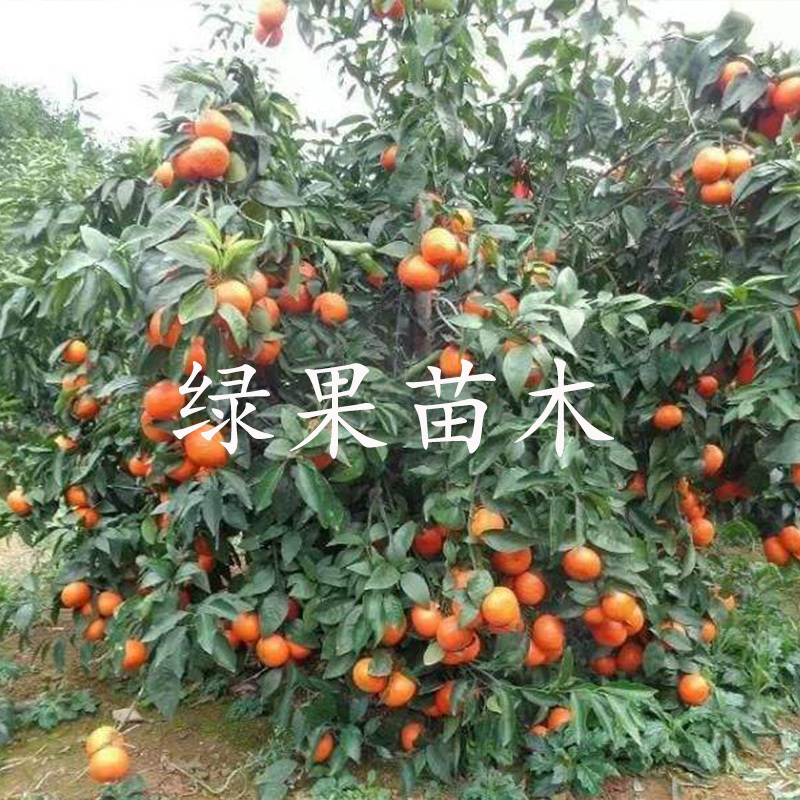 沃柑苗无核沃柑苗嫁接苗橘子树苗品种保证