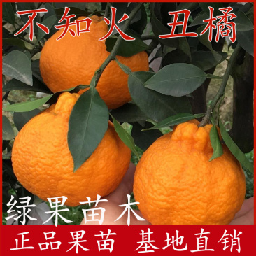 不知火苗丑橘苗丑柑苗基地直销嫁接柑桔苗橘子树苗