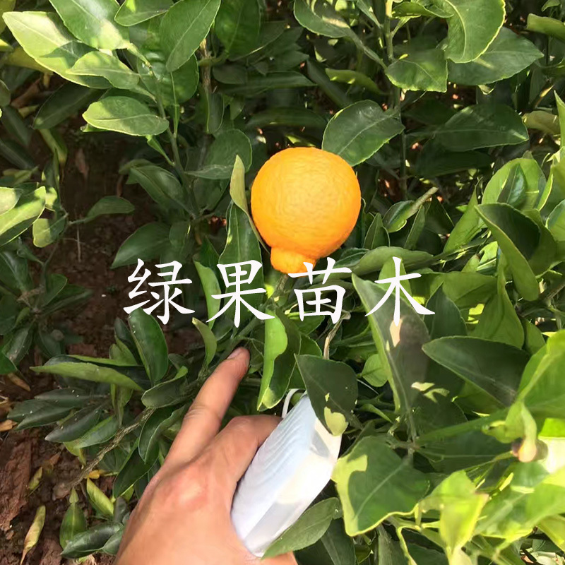不知火苗丑橘苗丑柑苗基地直销嫁接柑桔苗橘子树苗