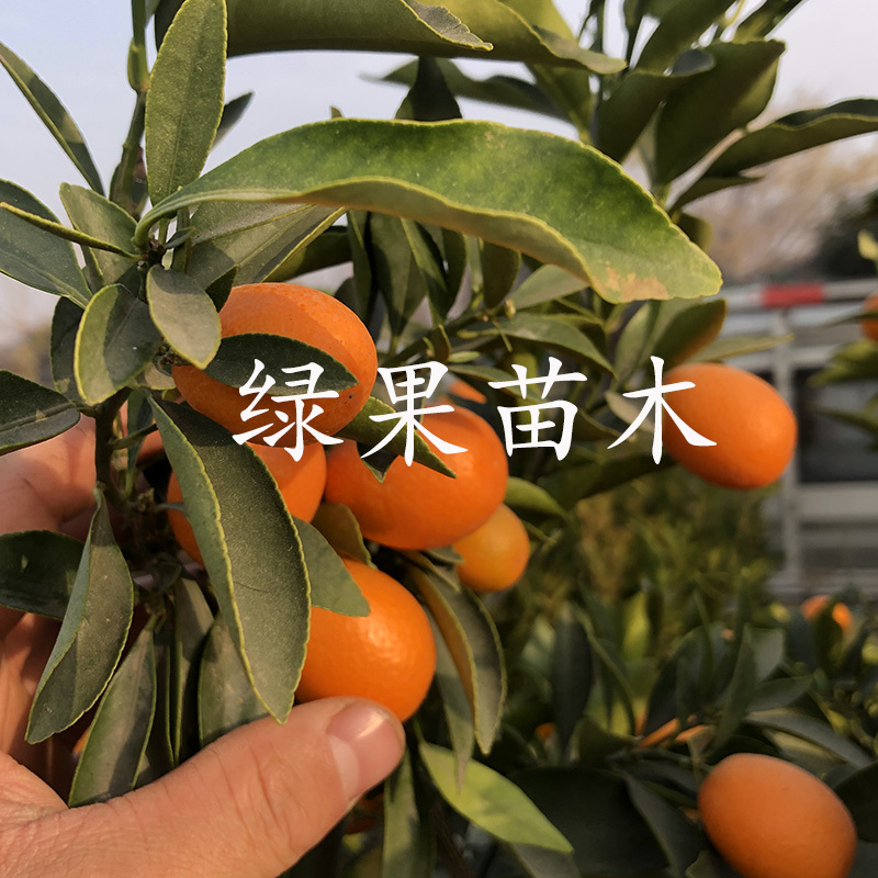 脆皮金桔苗脆蜜甜金桔苗大果嫁接苗当年结果盆栽地栽