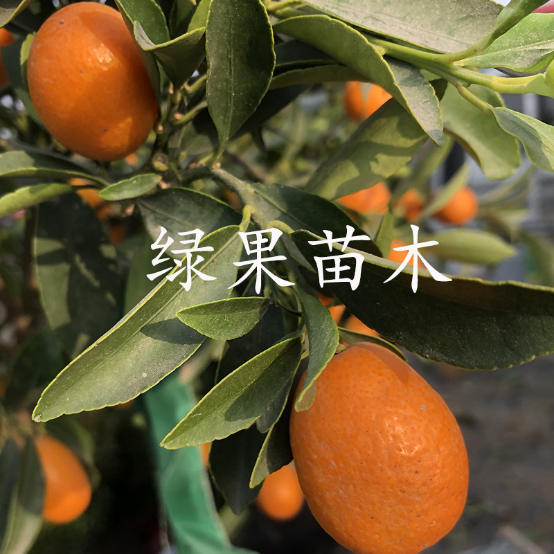 脆皮金桔苗脆蜜甜金桔苗大果嫁接苗当年结果盆栽地栽