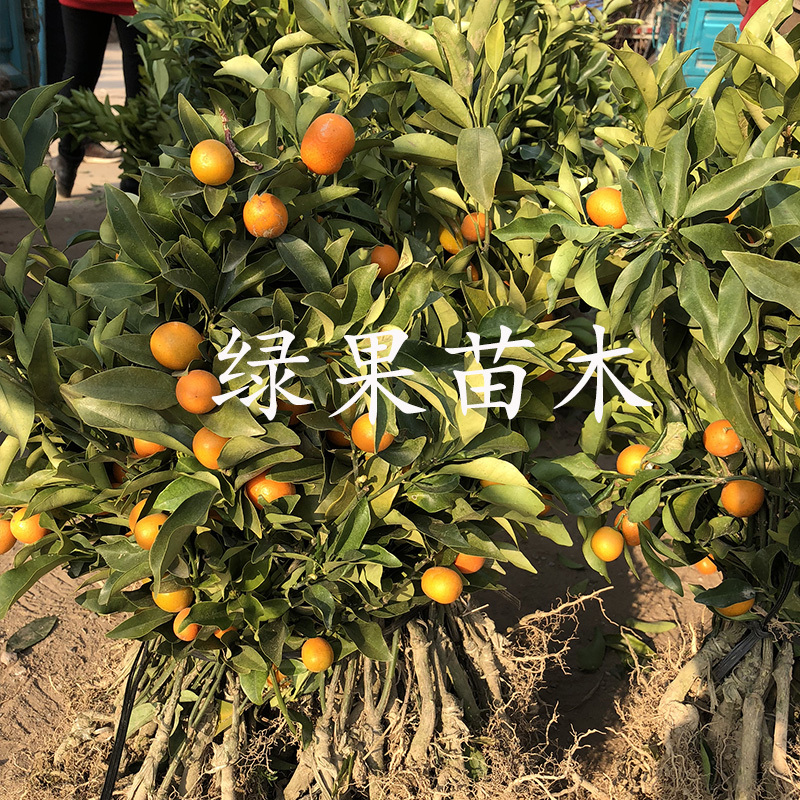 脆皮金桔苗脆蜜甜金桔苗大果嫁接苗当年结果盆栽地栽