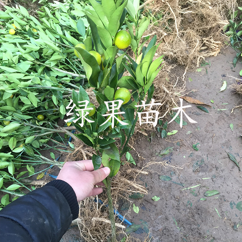 脆皮金桔苗脆蜜甜金桔苗大果嫁接苗当年结果盆栽地栽