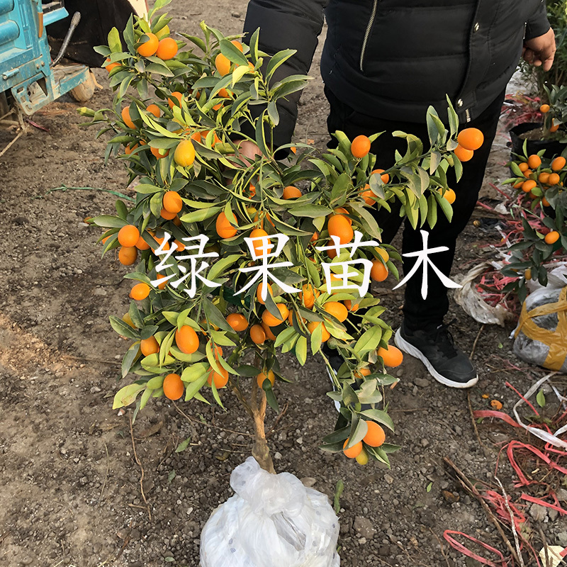 脆皮金桔苗脆蜜甜金桔苗大果嫁接苗当年结果盆栽地栽