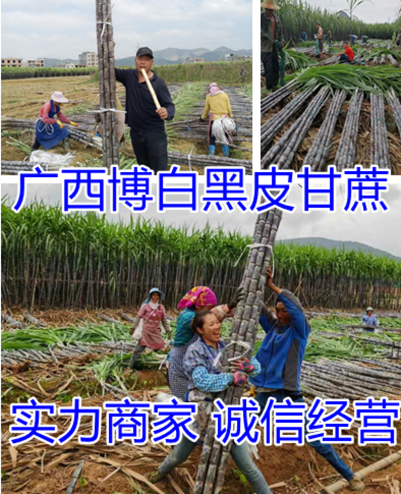 广西黑皮甘蔗随时产地看货，品质保障诚信经营一手货源