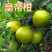嫁接皇帝柑苗皇帝橘苗砂糖橘苗品种纯正
