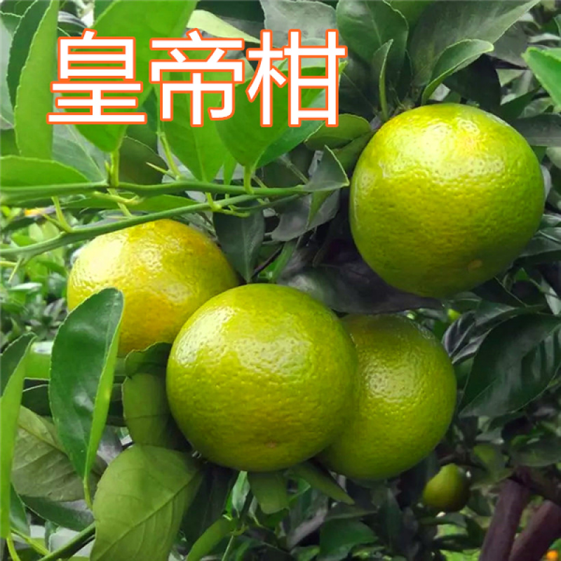 嫁接皇帝柑苗皇帝橘苗砂糖橘苗品种纯正
