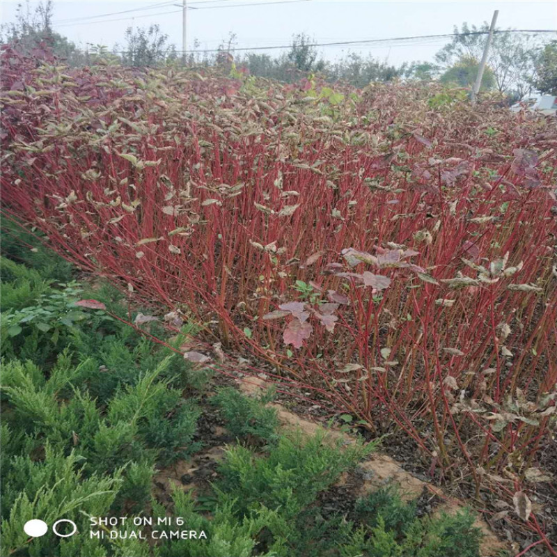 苗木基地批发红瑞木，多枝红瑞木，价格便宜，欢迎采购