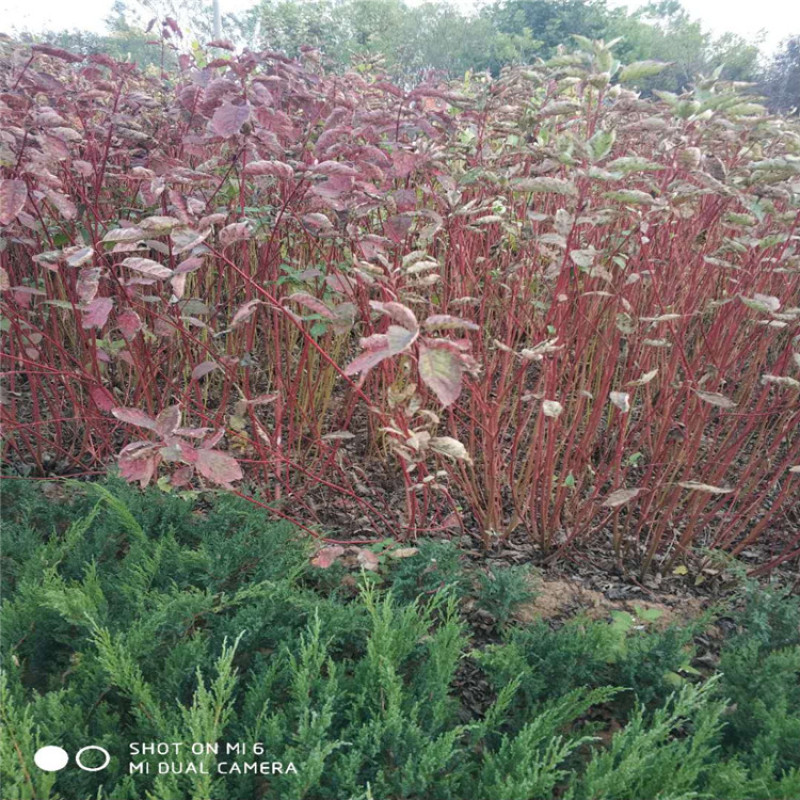 苗木基地批发红瑞木，多枝红瑞木，价格便宜，欢迎采购