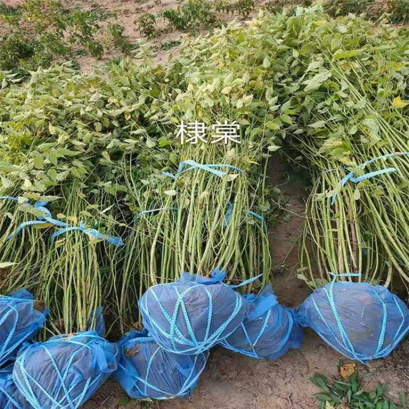 供应80--1米高的棣棠，丛生棣棠价格，带盆棣棠电联