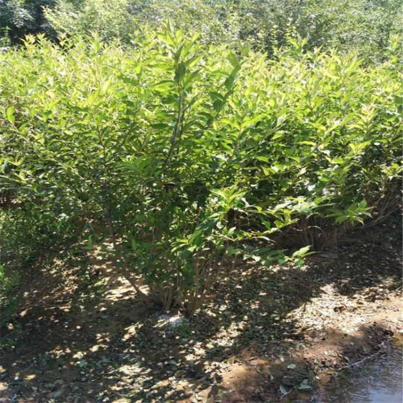 供应80-1.2米高的红王子锦带，带盆红王子锦带