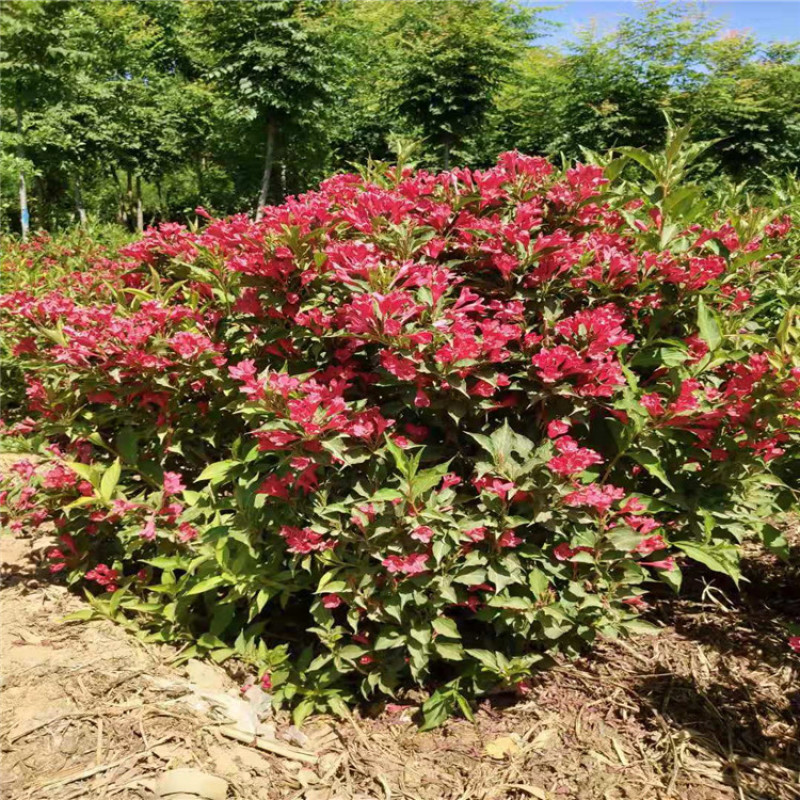供应80-1.2米高的红王子锦带，带盆红王子锦带